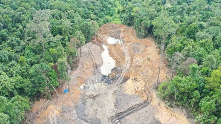 Hutan Kaltim Tergerus 36 Ribu Hektare, Reforestasi Masih Tertinggal