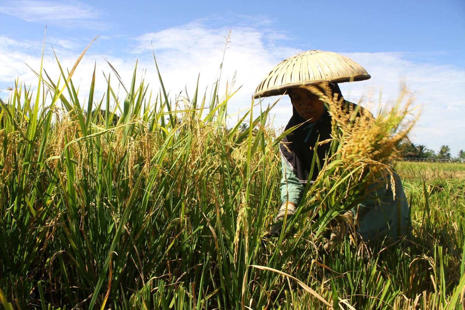 Catatan Produksi Beras 2025 (Bagian 2)