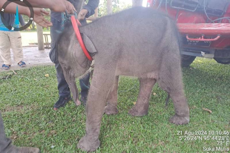 Sempat Dirawat Intensif, Bayi Gajah di Aceh Mati