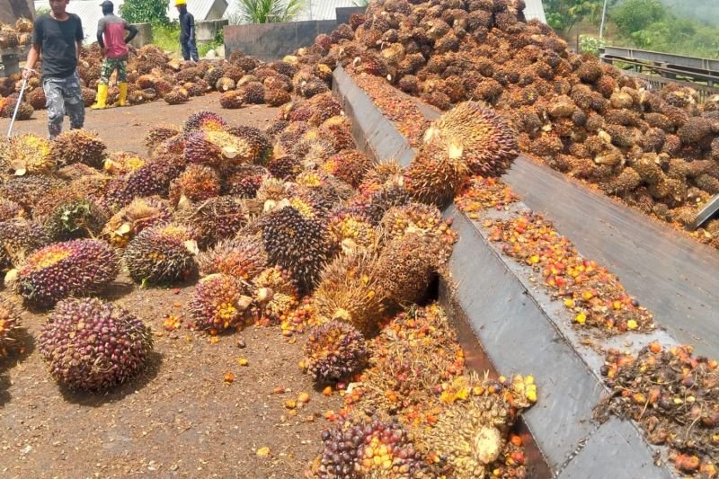 Pakar IPB Tekankan Perhitungan Cermat soal B50 bagi Industri Sawit