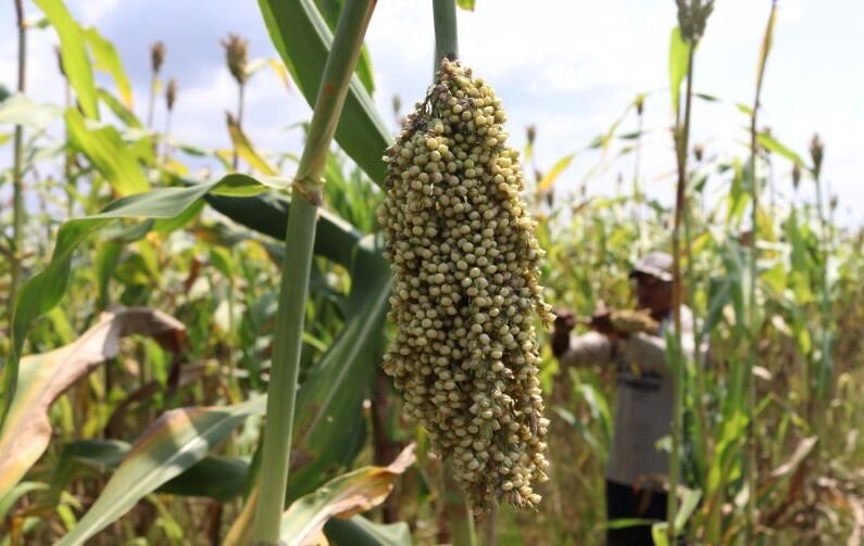 Perkuat Ketahanan Pangan, BRIN Kembangkan Sosis Berbasis Tepung Sorgum