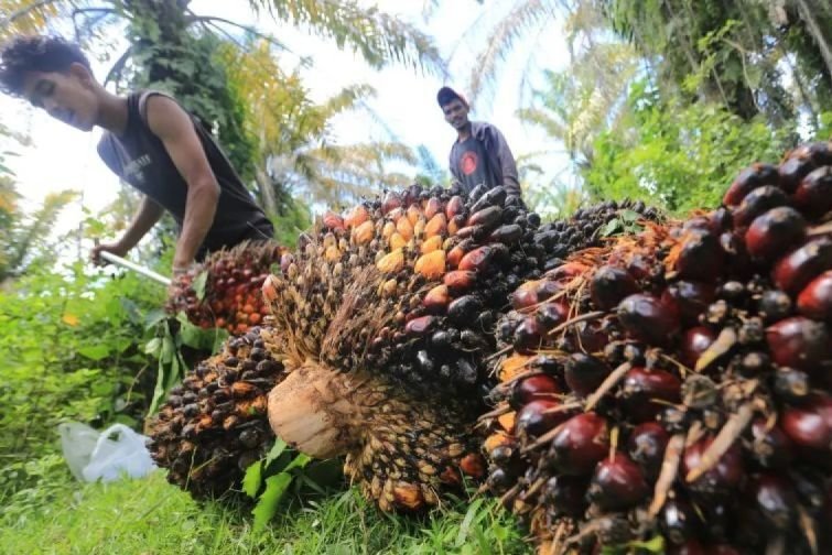 SPKS Dorong Perbaikan Sistem Pasar Penjualan Kredit bagi Petani Sawit