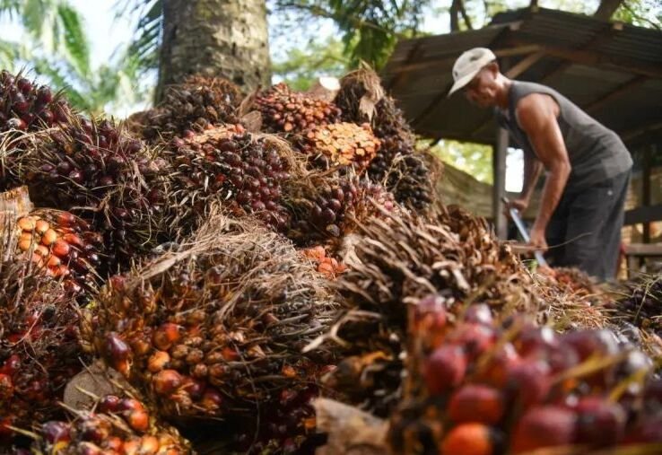 Larang Lahan Sawit di Jabar, Apkasindo Minta Dedi Mulyadi Buka Dialog