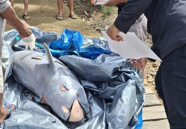 2 Pesut Mati Sebelum Upin, RASI: Mahakam Tak Lagi Aman
