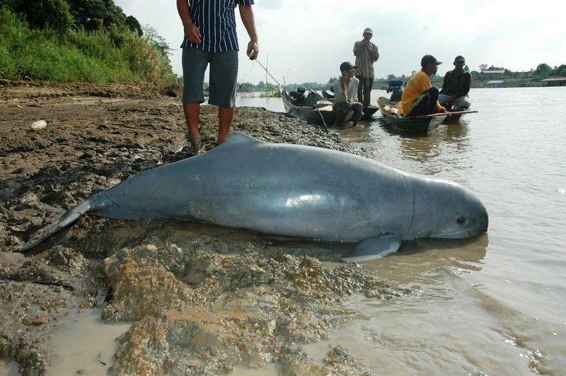 Sudah 3 Pesut Mati, Menteri Hanif Perintahkan Jenderal Bintang 2 Ini Awasi 3 Perusahaan