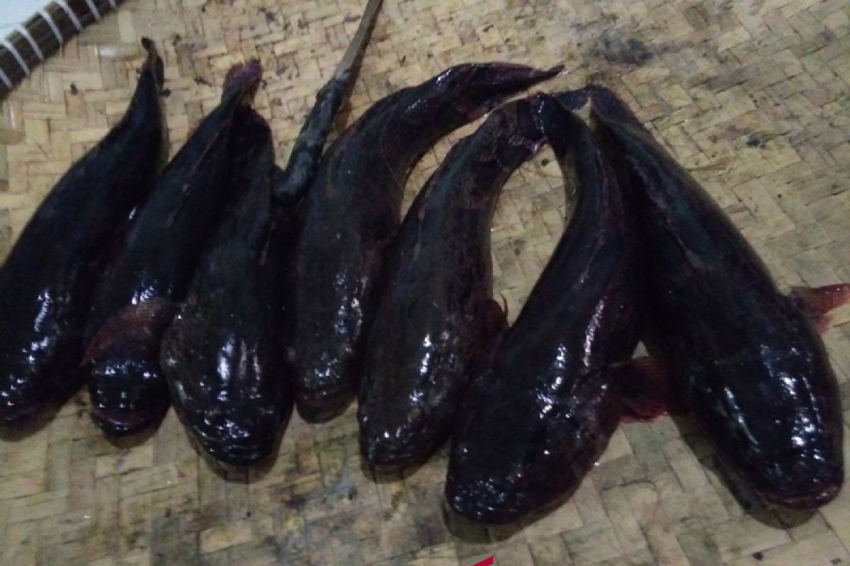 Kaltim Kembangkan Minyak Haruan Jadi Suplemen Anti-Stunting