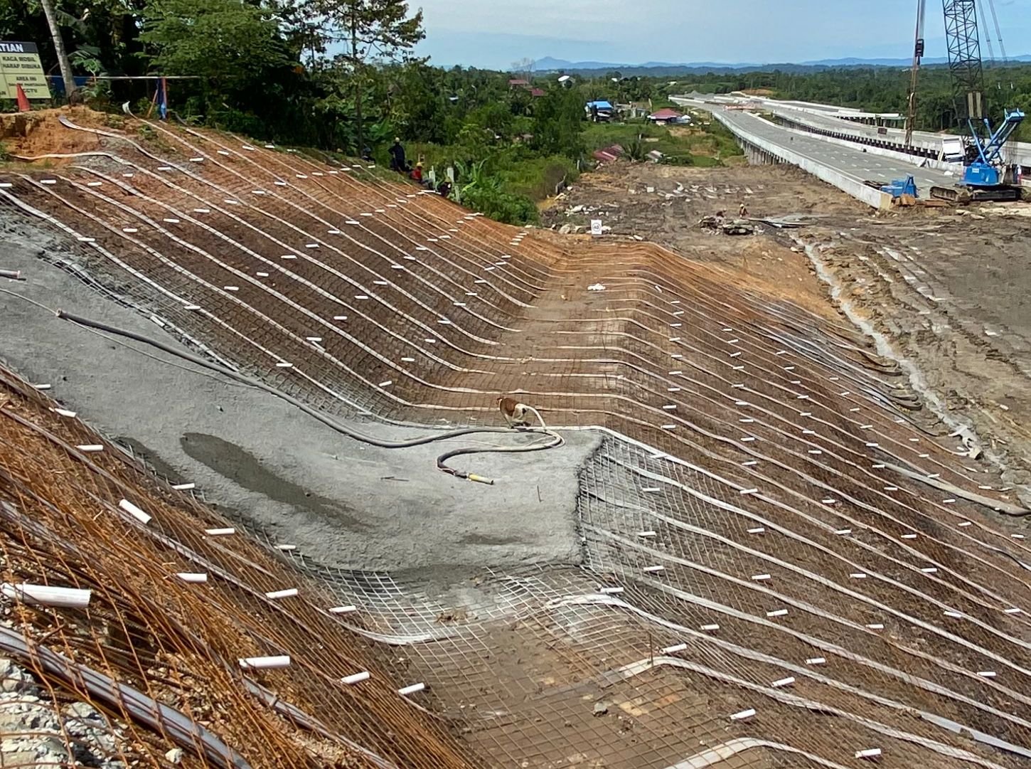 Bekantan Muncul di Proyek Tol IKN, BKSDA Kaltim: Bukan Tanda Habitat Rusak