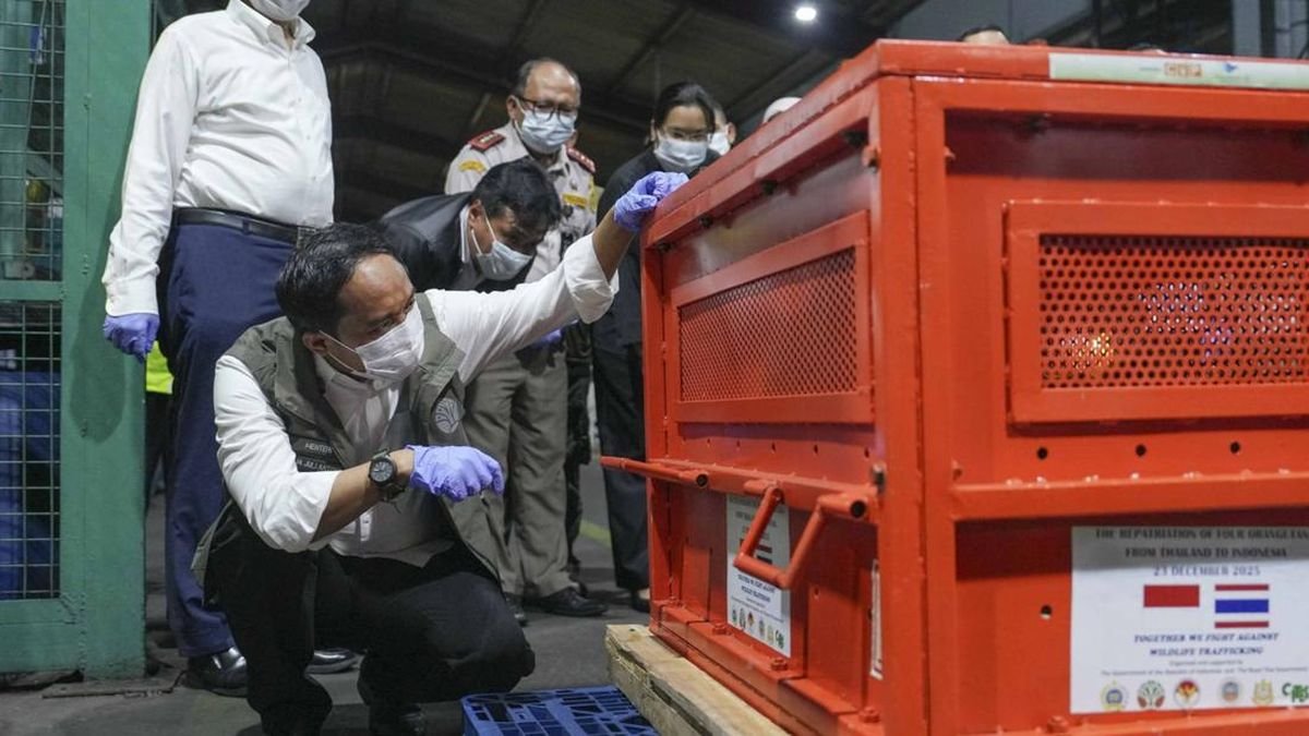 Indonesia Pulangkan Empat Orangutan Korban Perdagangan Ilegal di Thailand