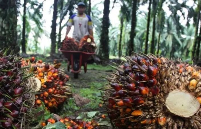 Kemendag Bongkar Penyebab Harga CPO Global Anjlok