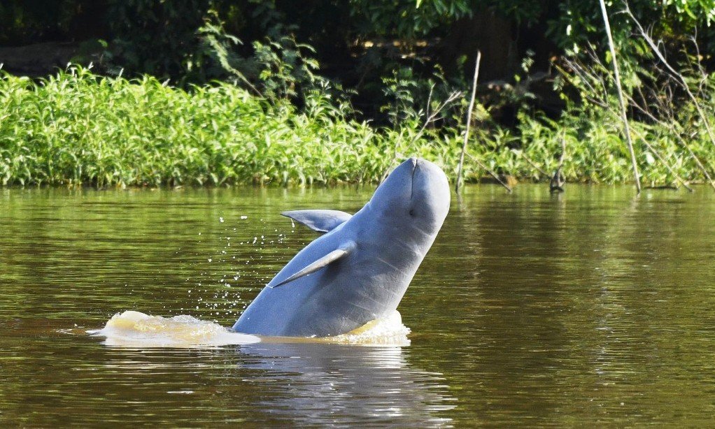 Ketika Mamalia Jadi Konten Viral: Bahaya di Balik Video “Pesut Mahakam Joget”