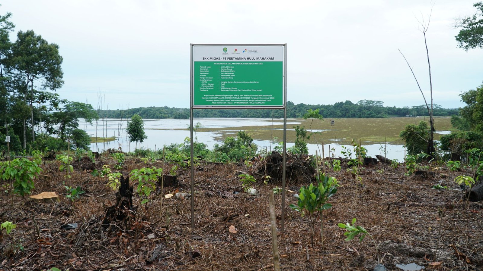 PHM Bersama SKK Migas Perkuat Rehabilitasi DAS di Hutan Lindung Manggar dan Sungai Wain
