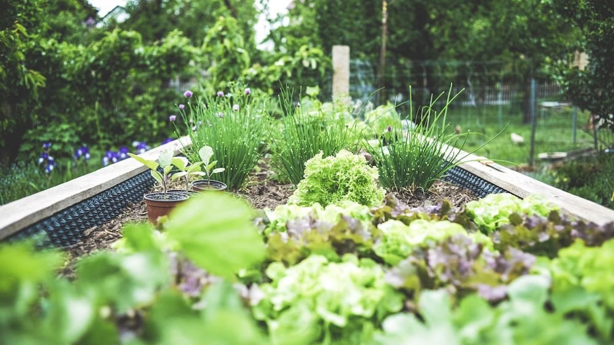 Urban Farming, Strategi Adaptasi Perubahan Iklim Kawasan Perkotaan