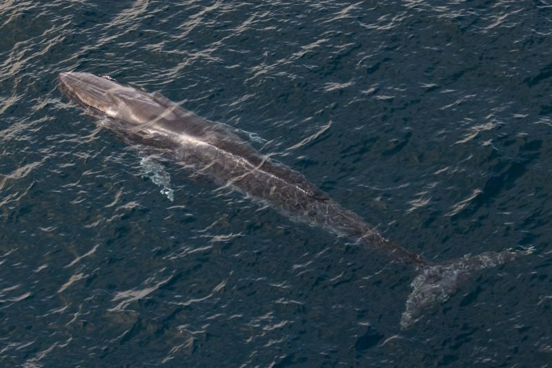 Mayoritas Habitat Paus dan Lumba-lumba di Luar Kawasan Konservasi