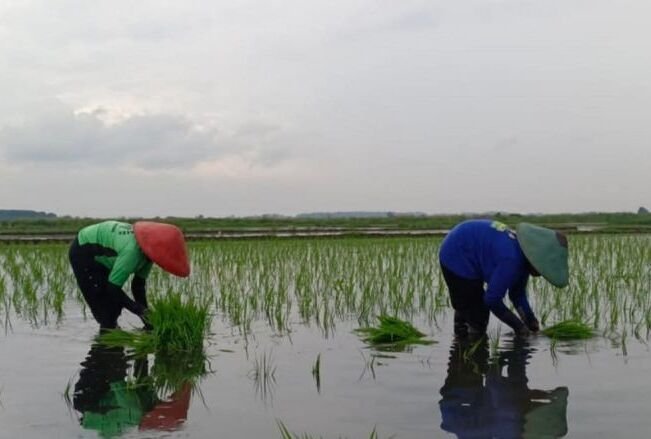 Nilai NTP Naik, CIPS: Belum Cerminkan Kesejahteraan Petani