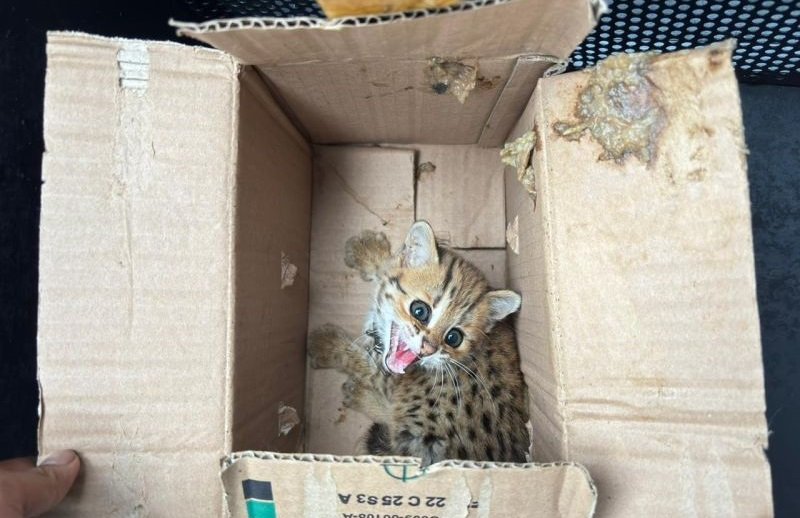 Kemenhut Ungkap Jaringan Perdagangan Satwa Dilindungi di Jawa Tengah