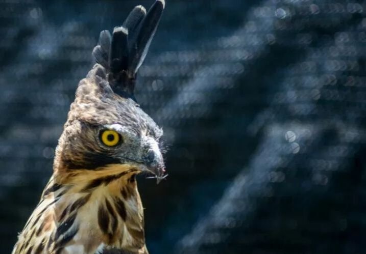 Pakar UGM Ingatkan Dampak Ekologis Jika Elang Jawa Punah