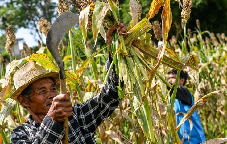 BRIN Kembangkan Produk Mi Sehat Bebas Gluten Berbasis Sorgum