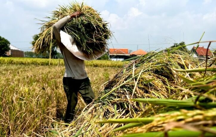 Urgensi Evaluasi Pengadaan Gabah Semua Kualitas
