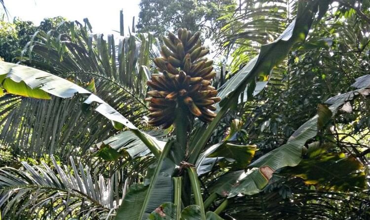 BRIN Pimpin Proyek Riset Pemuliaan Pisang Liar untuk Ketahanan Pangan