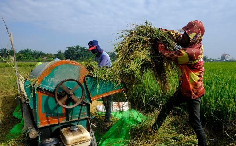 Panen Raya yang Memberi Berkah