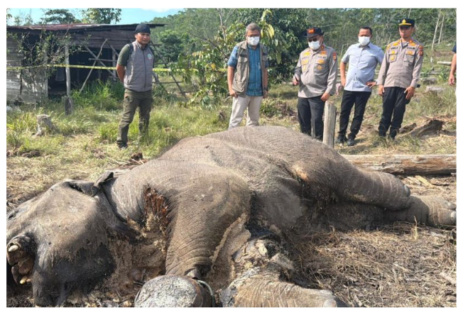 Polisi Selidiki Kematian Anak Gajah Sumatera di TN Tesso Nilo, Diduga Terinfeksi Akibat Jerat