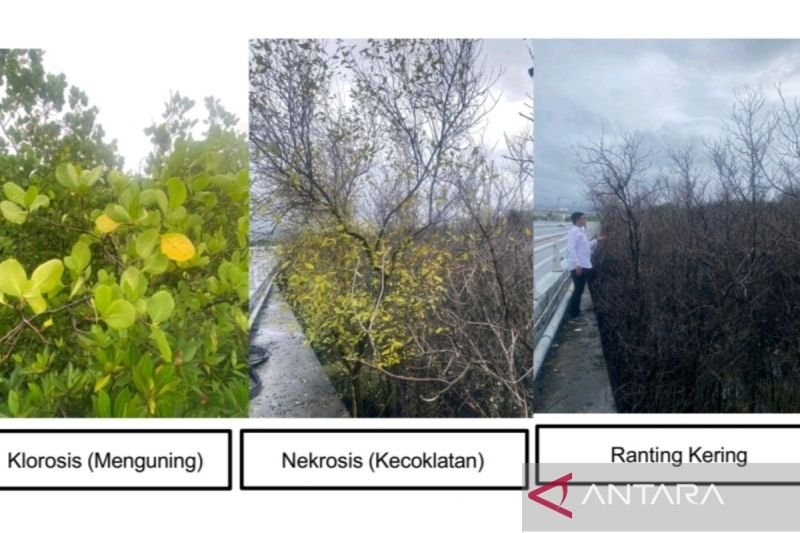 Logam Berat dan Minyak Jadi Penyebab Matinya Mangrove di Bali