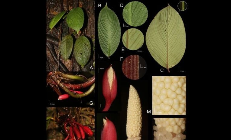 Talas Langka Sumatera Diusulkan Masuk Kategori Terancam Punah