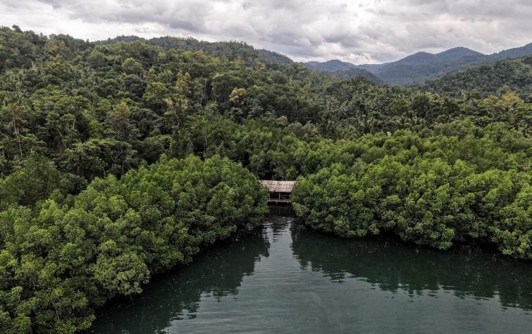 Jurus Jitu Menhut Perkuat Ekosistem Pasar Karbon Nasional