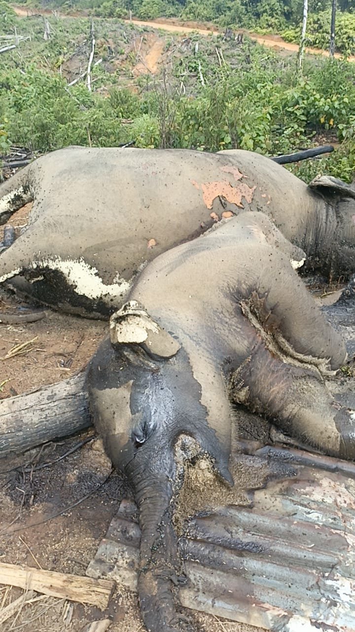 Kematian Gajah Sumatera Berulang, Penegakan Hukum di Bentang Seblat Dipertanyakan