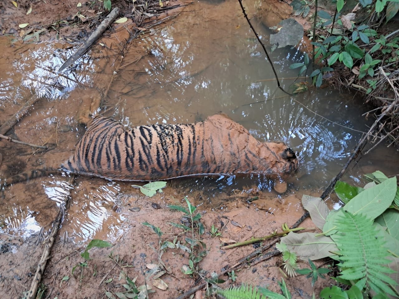 Desakan Selamatkan Bentang Alam Seblat Menguat, Pascakematian Gajah dan Harimau