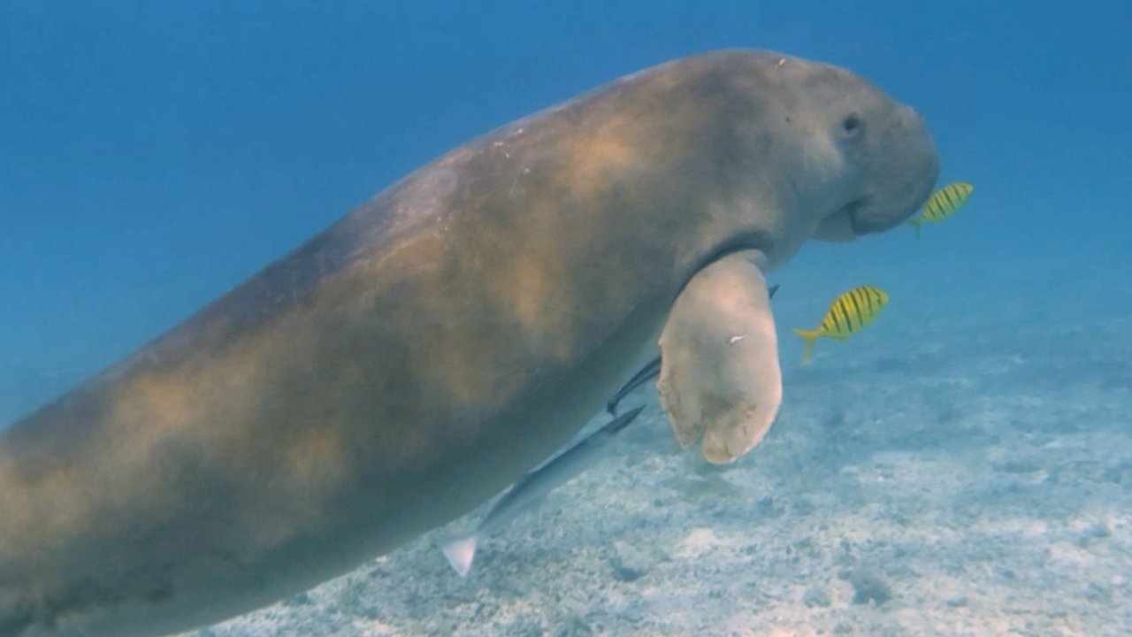 Populasi Dugong Terancam, Indonesia Didorong Lindungi Ekosistem Lamun