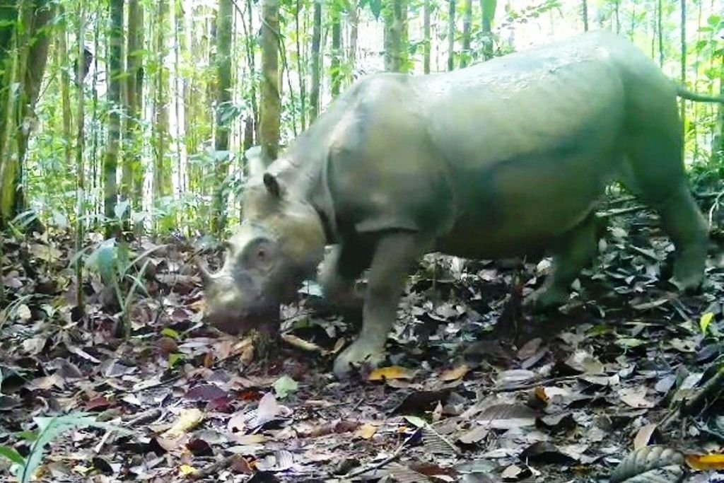 Misi Menyelamatkan Pari, Harapan Terakhir Badak Kalimantan