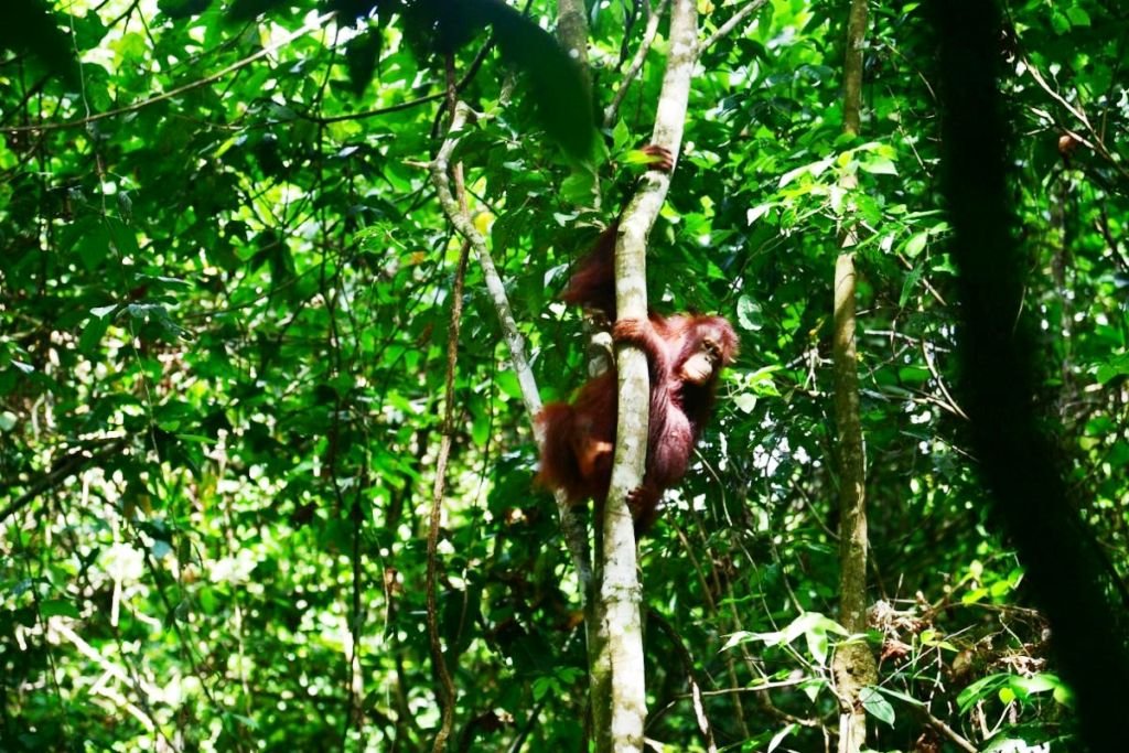 Kisah Tiga Orangutan yang Menemukan Jalan Pulang ke Rimba Kalimantan