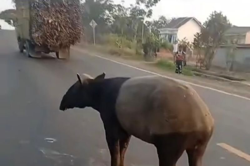 Tapir Viral di Mesuji Disembelih Warga, BKSDA Turun Tangan Selidiki Dugaan Pelanggaran Hukum