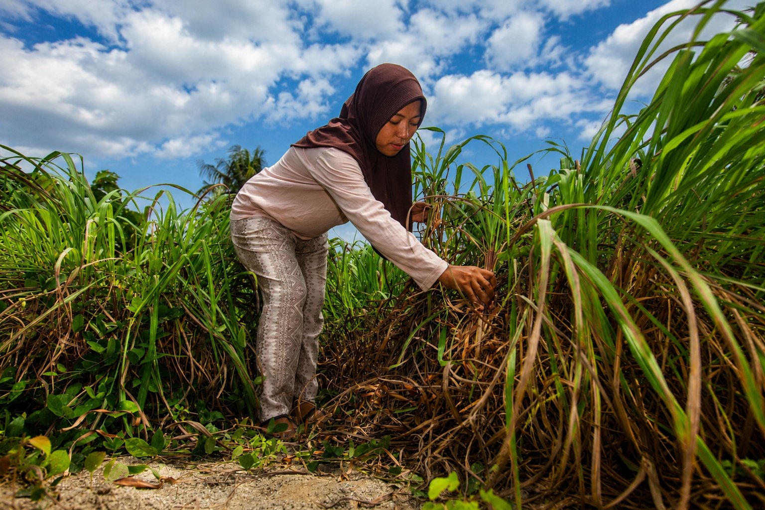 Dari Lahan Rusak jadi Produk Mendunia, Kisah Sereh Wangi Desa Pulu Tembus Pasar Amerika