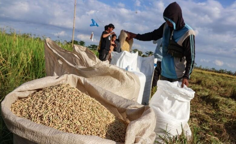El Nino, Ekonomi Keluarga, dan Tanah sebagai Kunci