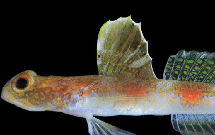 BRIN Temukan Spesies Baru Ikan Gobi di Banyuwangi