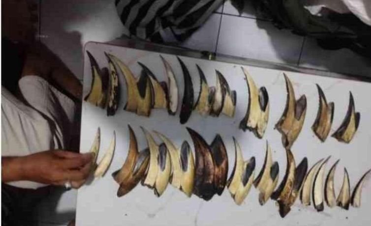 Kemenhut Ciduk Pengedar Sisik Trenggiling dan Paruh Rangkong di Padang