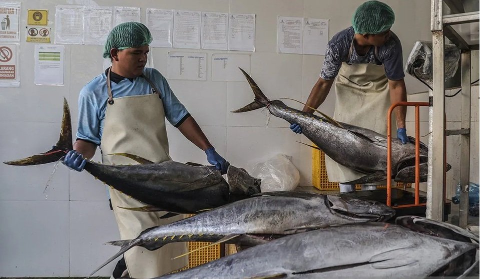 Tarif Nol Persen ke Jepang Peluang Emas, KKP Benahi Hulu Perikanan Tuna agar Ekspor Makin Melesat