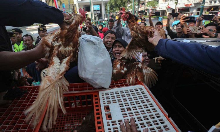 Kalau Peternak Bangkrut, Siapa Menyuplai MBG?