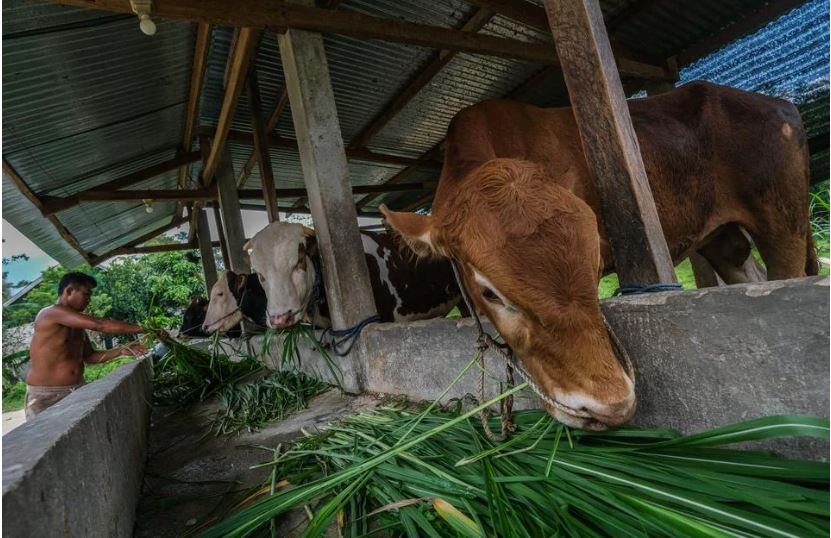 Kloning Sapi dan Masa Depan Daging Nasional