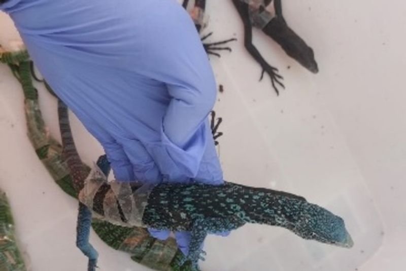 Kemehut Gagalkan Penyelundupan Delapan Biawak Endemik