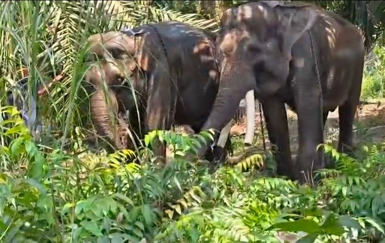 Dua Gajah Sumatera Ditranslokasi dari Yogyakarta ke Kaltim