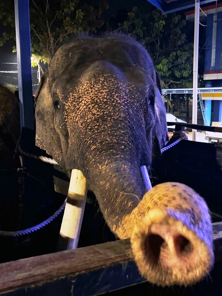 Translokasi Gajah Deo dan Sinta ke Kalimantan, Walhi: Konservasi atau Greenwashing?