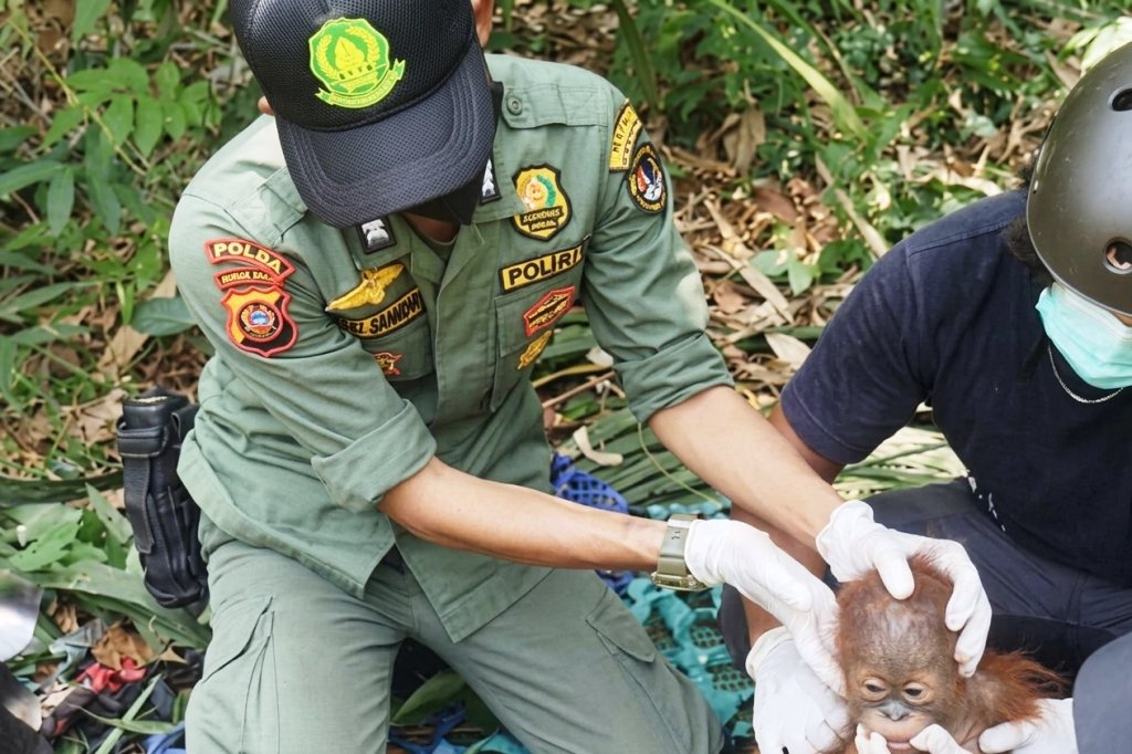 Ketika Kemarau Memaksa Orangutan Keluar dari Habitatnya