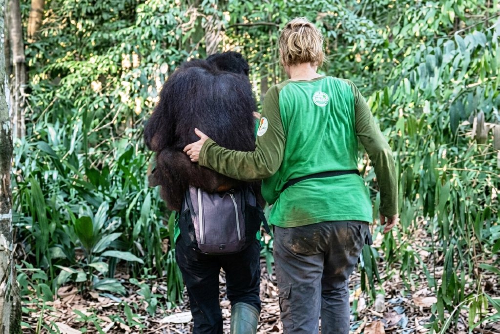 Saat Sekolah Hutan Ditutup Api: Kisah 11 Orangutan yang Kehilangan Ruang Belajar