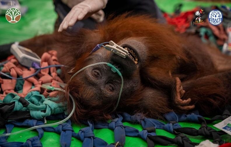 Kondisi Memprihatinkan, 3 Orangutan Terdampak Karhutla di Kalbar