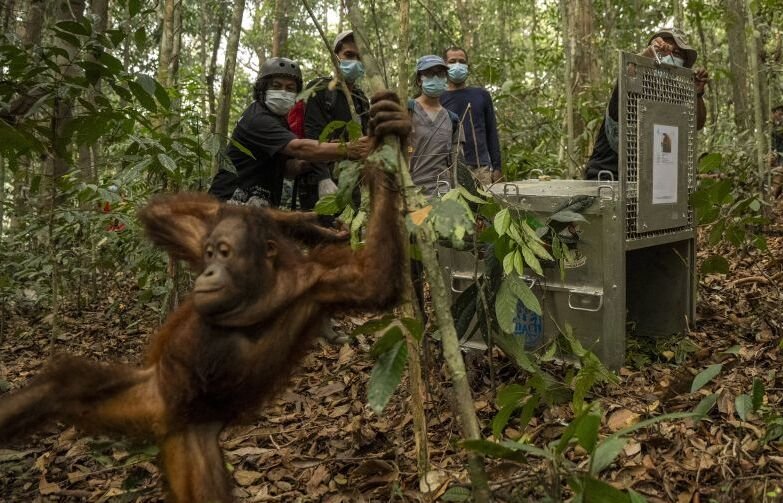 8 Orangutan Korban Karhutla Kalbar Dipindah ke Batu Nyambu