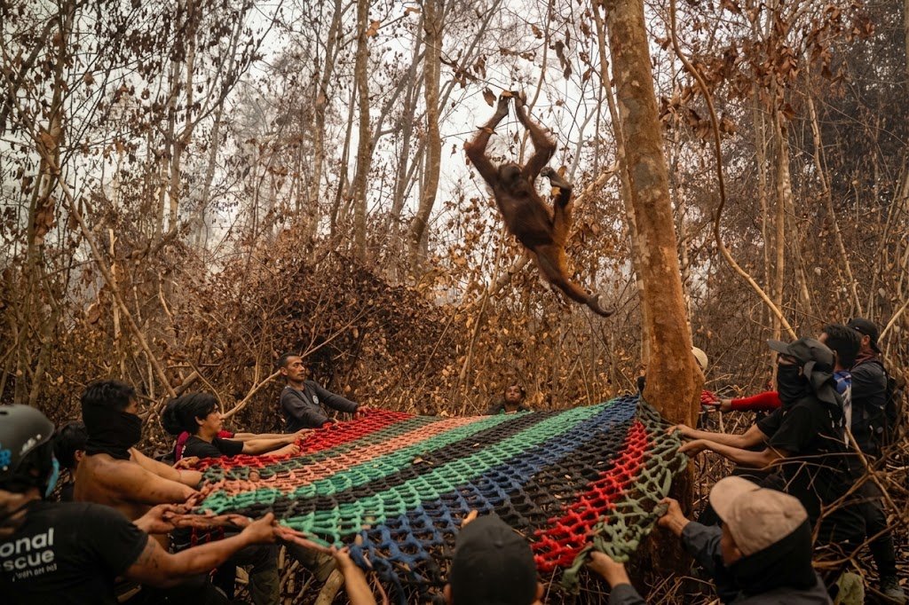 Hutan Hangus, Orang Utan Bertahan di Pohon Tersisa: 51 Individu Diselamatkan di Kalbar