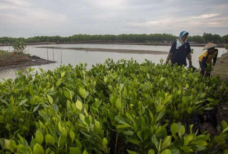 BRIN dan YKAN Perkuat Restorasi Gambut Berbasis Sains